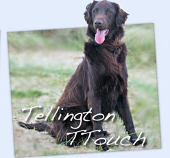 Tellington TTouch